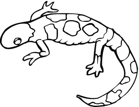 Yellow Spotted Mole Salamander Coloring Page